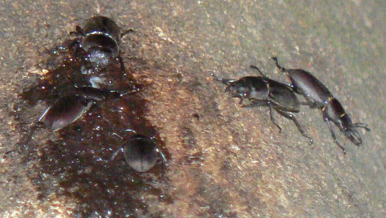 シラカシ_樹液の中心部に集うコクワガタ _200921ー18-55